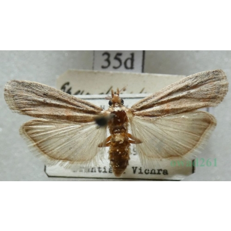 Gymnancyla hornigii (Lederer, 1852) Czech35d